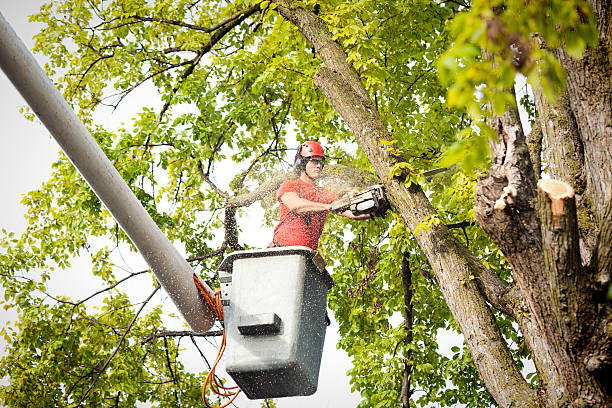 Tree and Shrub Care in Midfield, AL