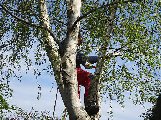 How Our Tree Care Process Works  in  Midfield, AL
