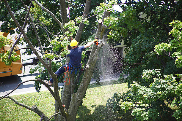 Reliable Midfield, AL Tree Care Solutions